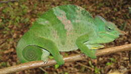 Image of Giant East Usambara Blade-horned Chameleon