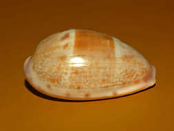 Image of Walker's Cowry