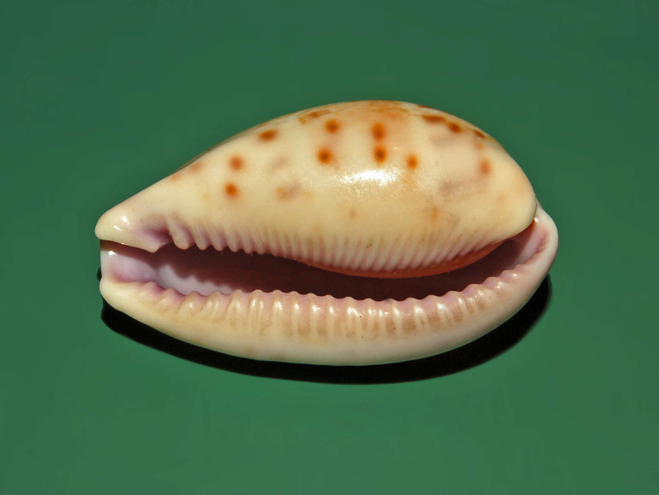 Image of Walker's Cowry