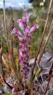 Image of Lachenalia salteri W. F. Barker