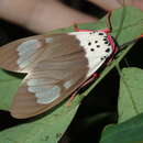 Image of Amerila crokeri MacLeay 1827