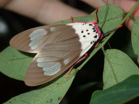 Слика од Amerila crokeri MacLeay 1827