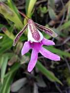 Image de Cynorkis uniflora Lindl.