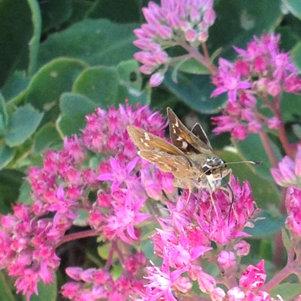 Atalopedes campestris Boisduval 1852 resmi