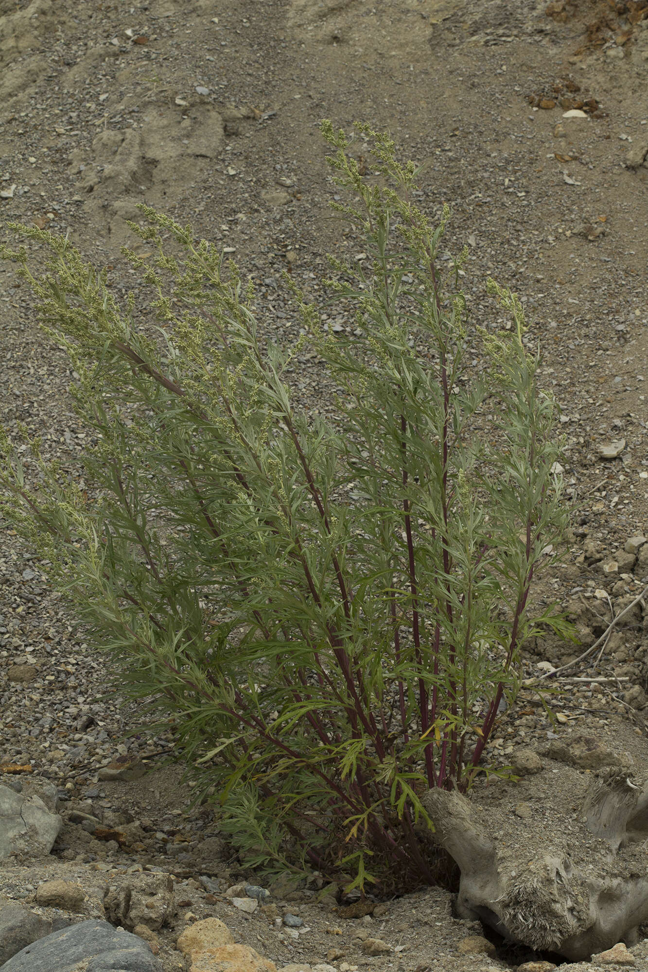 Image of Artemisia rubripes Nakai
