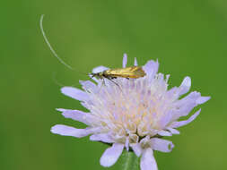 Image of Nemophora metallica