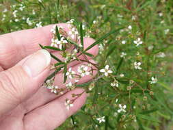 Image of Zieria laxiflora (Benth.) Domin