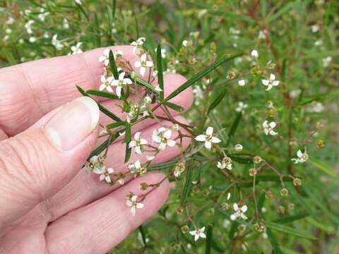 Image of Zieria laxiflora (Benth.) Domin