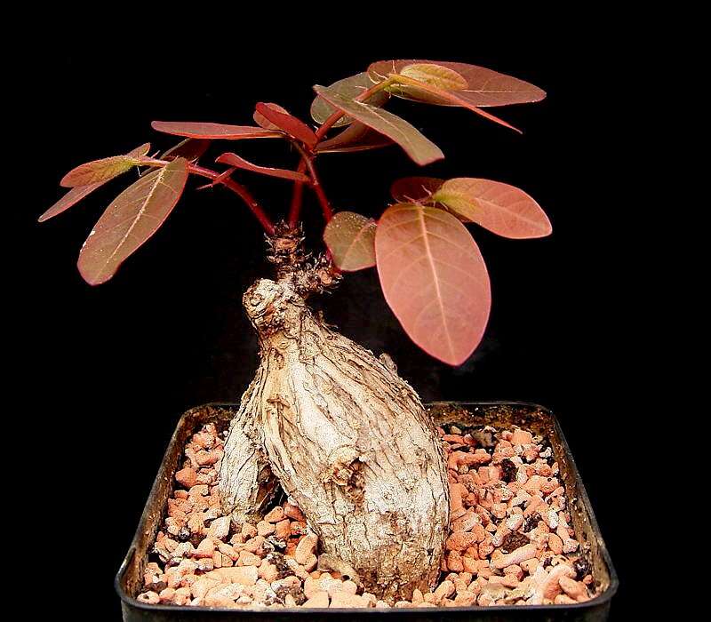 Image de Phyllanthus mirabilis Müll. Arg.