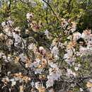 صورة Prunus sibirica L.