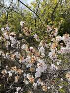 Imagem de Prunus sibirica L.