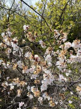 Imagem de Prunus sibirica L.