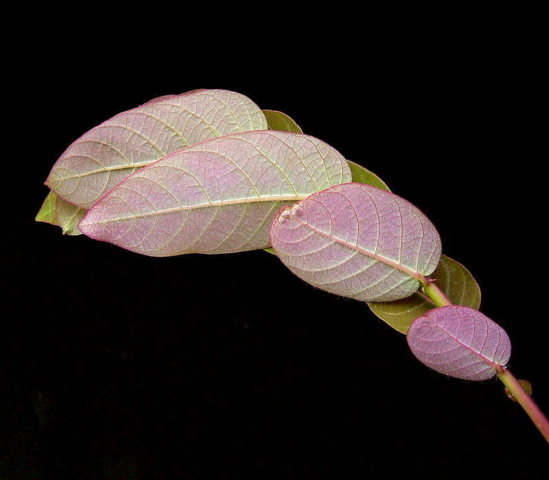 Image de Phyllanthus mirabilis Müll. Arg.