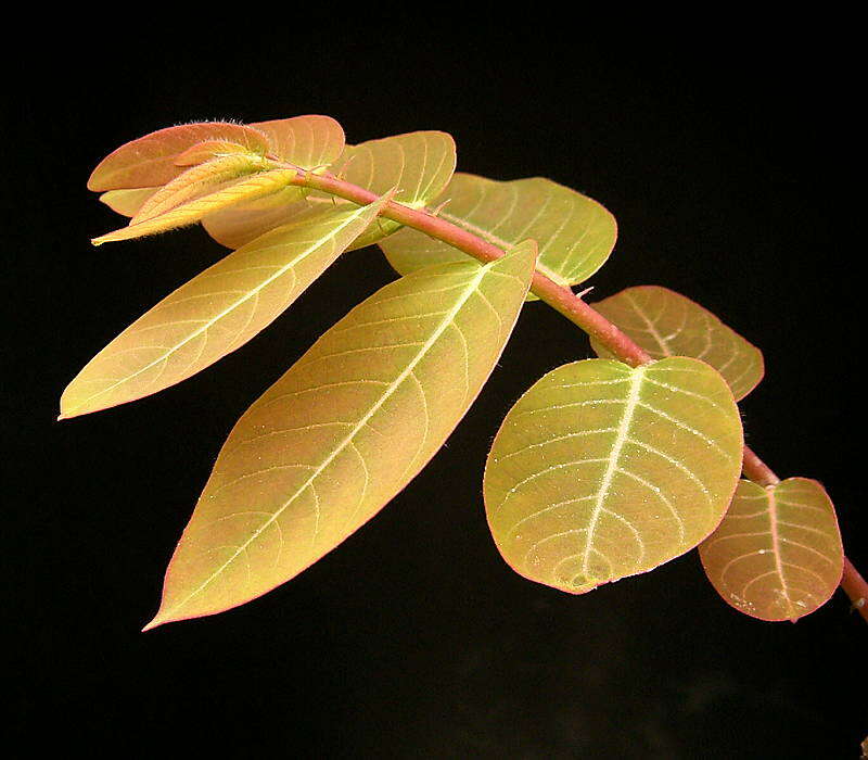 Image de Phyllanthus mirabilis Müll. Arg.