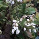 Gaultheria insana (Molina) D. J. Middleton resmi