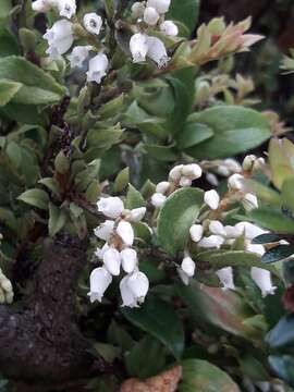 Gaultheria insana (Molina) D. J. Middleton resmi