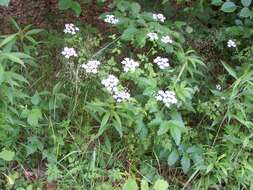 Image of rough chervil