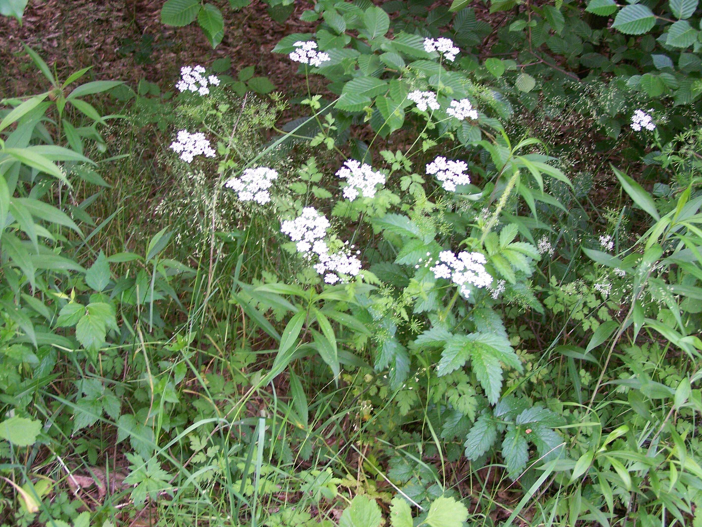 Image of rough chervil