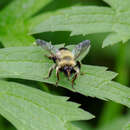 صورة Laphria sacrator Walker 1849