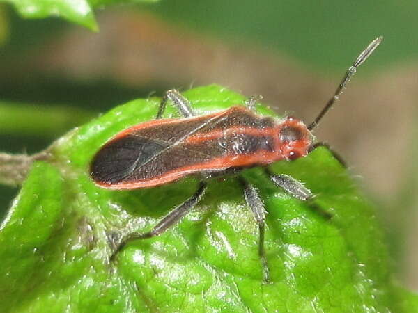 صورة Arocatus pseudosericans Gao, Kondorosy & Bu 2013