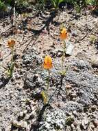 Image de Ornithogalum maculatum Jacq.