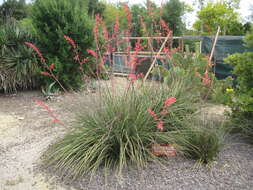 Image of redflower false yucca