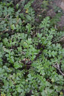 Image of Lepidium tenuicaule Kirk