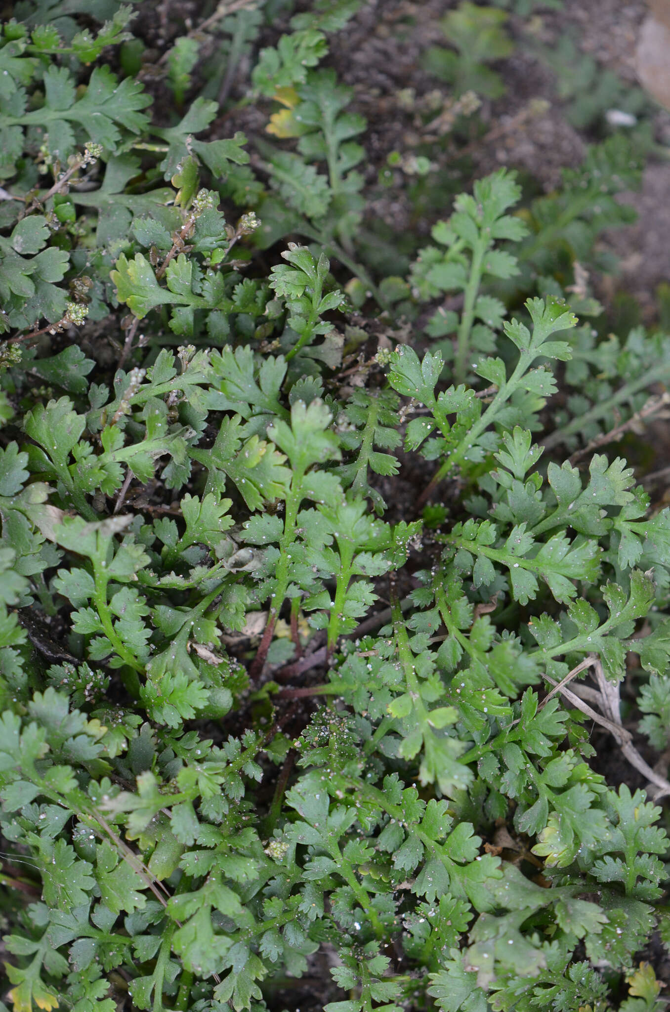 Imagem de Lepidium tenuicaule Kirk