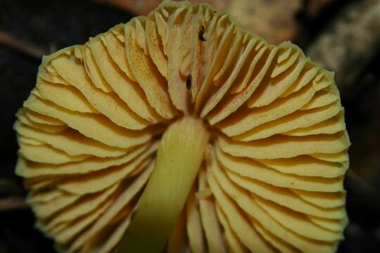 Image of Entoloma murrayi (Berk. & M. A. Curtis) Sacc. 1899