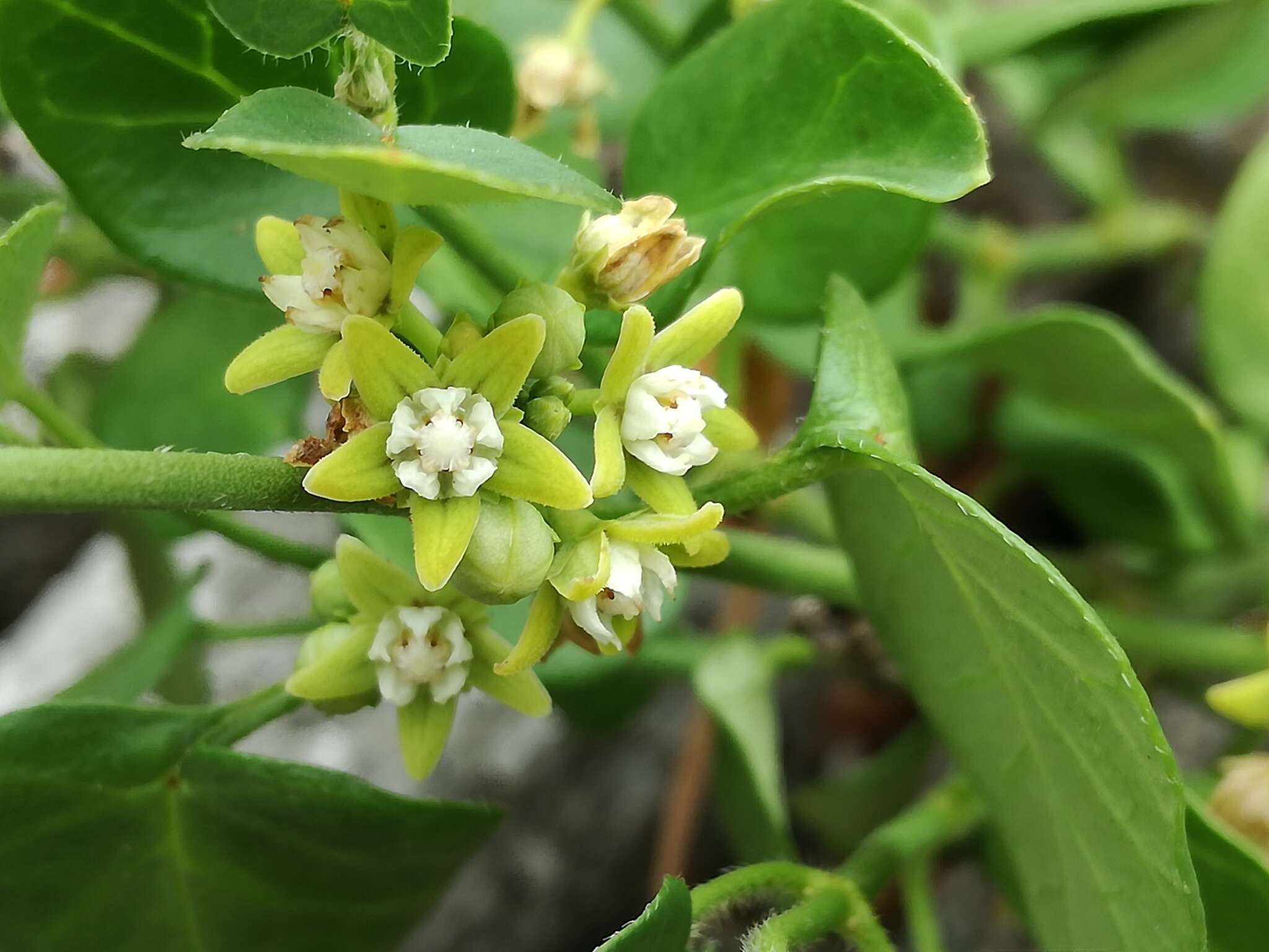 Image of Cynanchum obtusifolium L. fil.