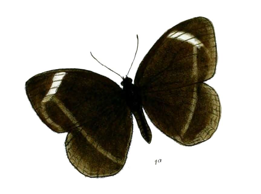 Imagem de Mycalesis anaxias Hewitson 1862