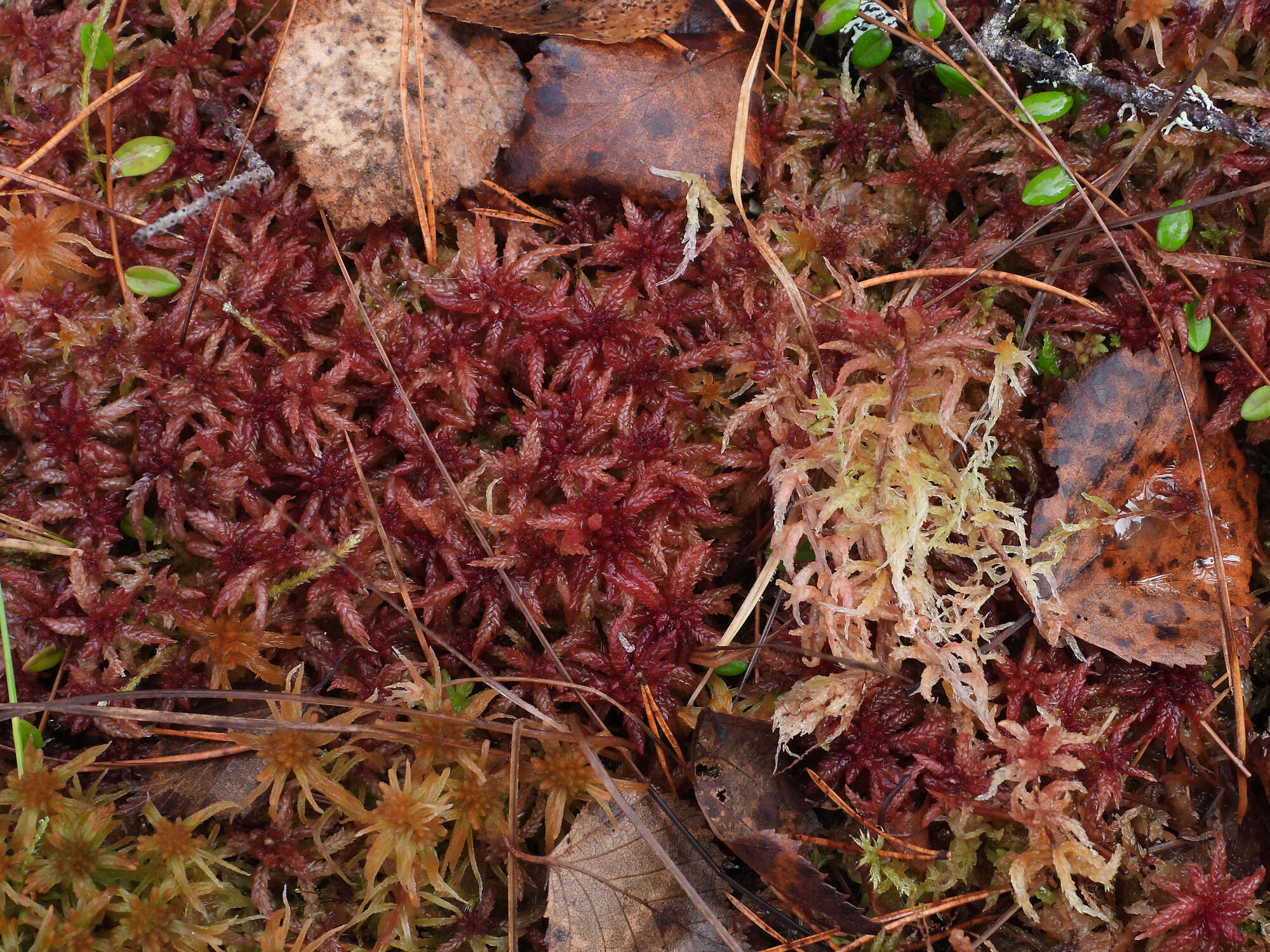 Imagem de Sphagnum angustifolium C. E. O. Jensen 1896