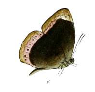 Imagem de Mycalesis anaxias Hewitson 1862