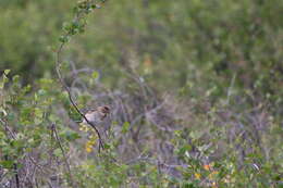 Image of Pallas's Bunting