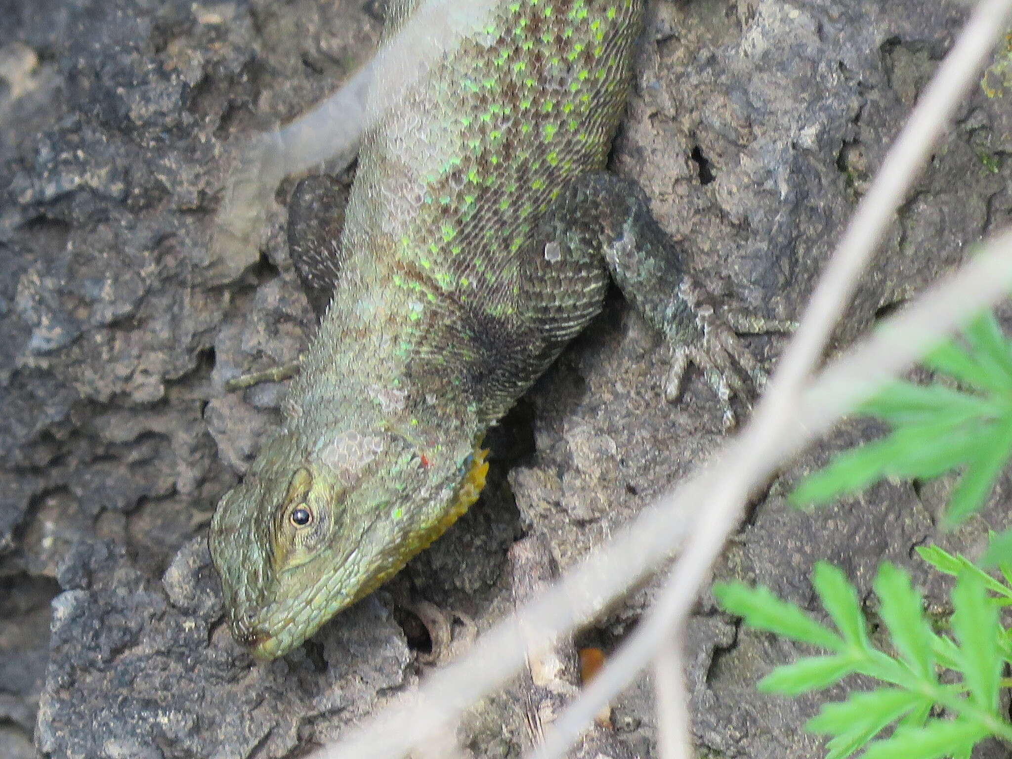 Image of Anahuacan Bunchgrass Lizard