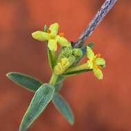 Image of Pimelea microcephala R. Br.