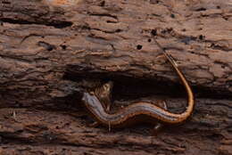 Image of Southern Two-lined Salamander