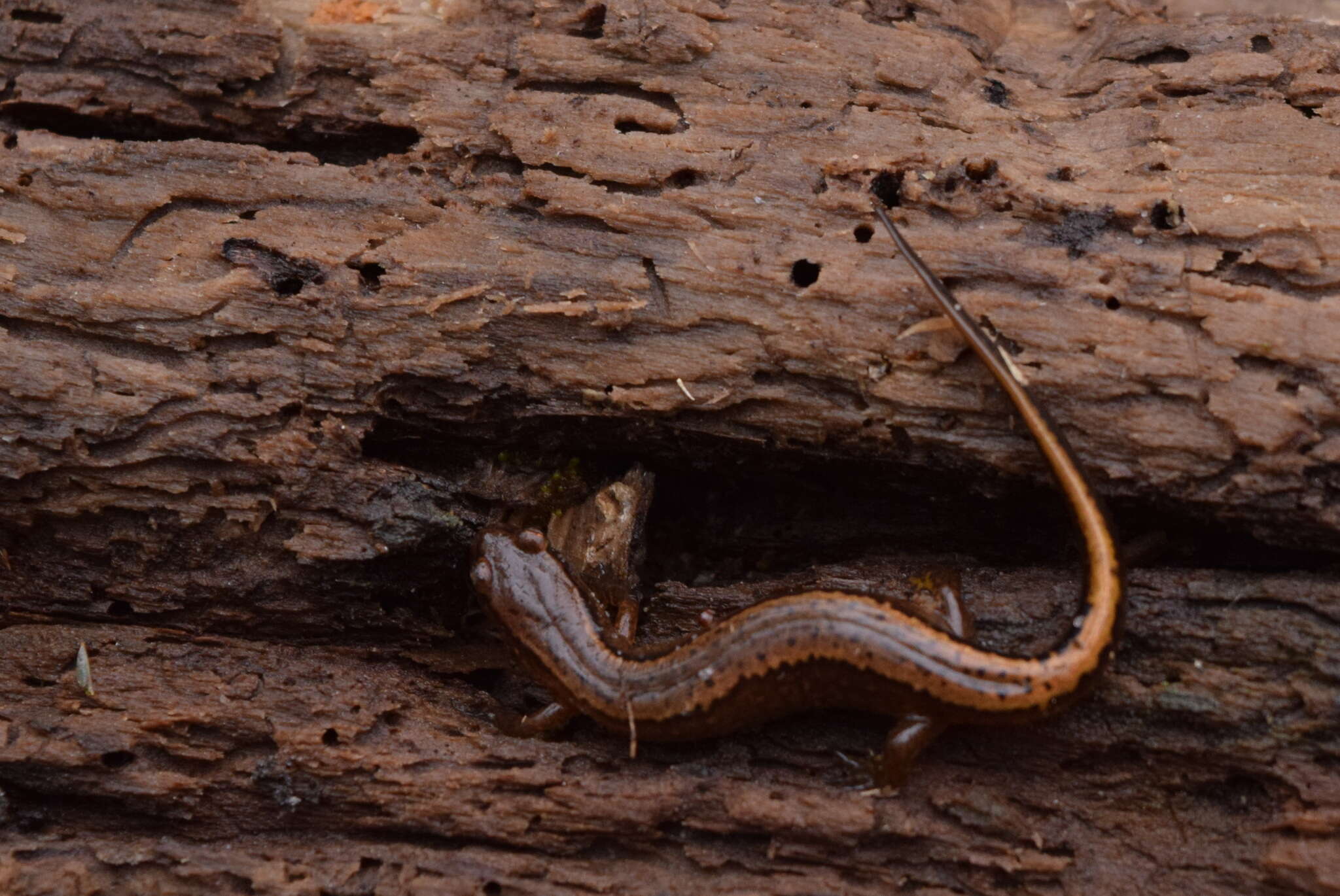 Image of Southern Two-lined Salamander