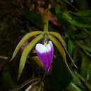 Image of Prosthechea brassavolae (Rchb. fil.) W. E. Higgins