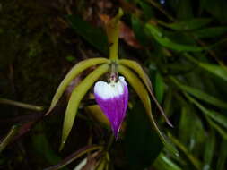 Image of Prosthechea brassavolae (Rchb. fil.) W. E. Higgins