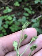 Image of Hieracium krylovii Nevski ex Krylov