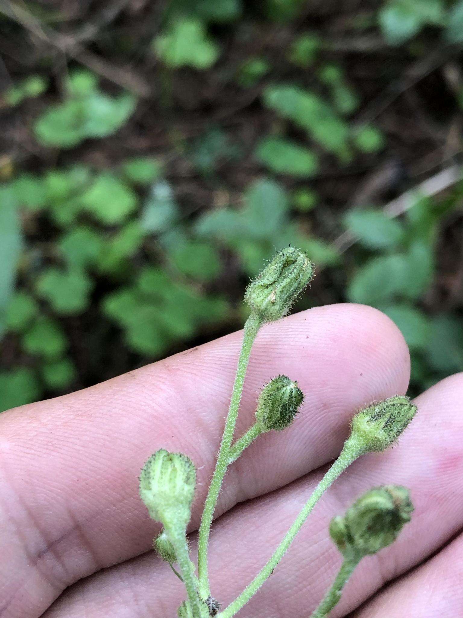 Image of Hieracium krylovii Nevski ex Krylov