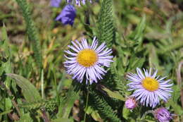 Image of threenerve fleabane