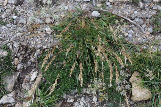 Plancia ëd Trisetum alpestre (Host) P. Beauv.