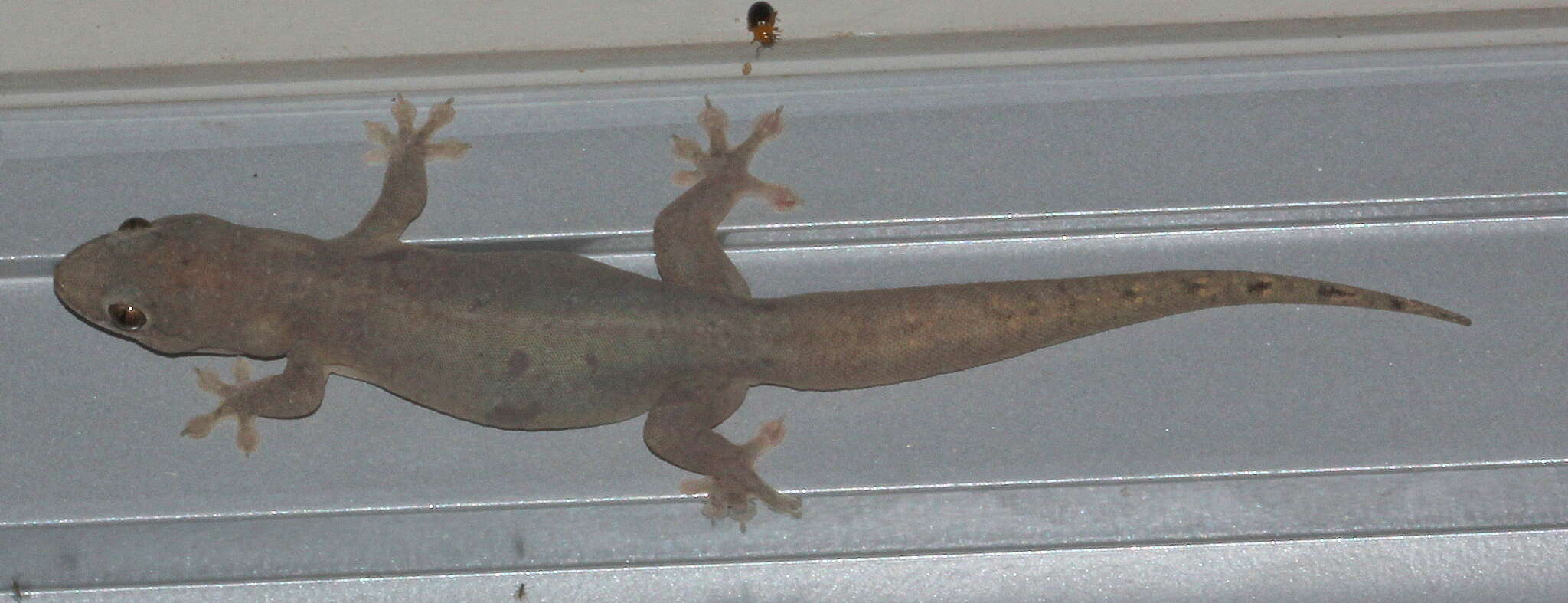 Image of House Gecko
