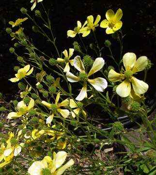 Image of Azores buttercup