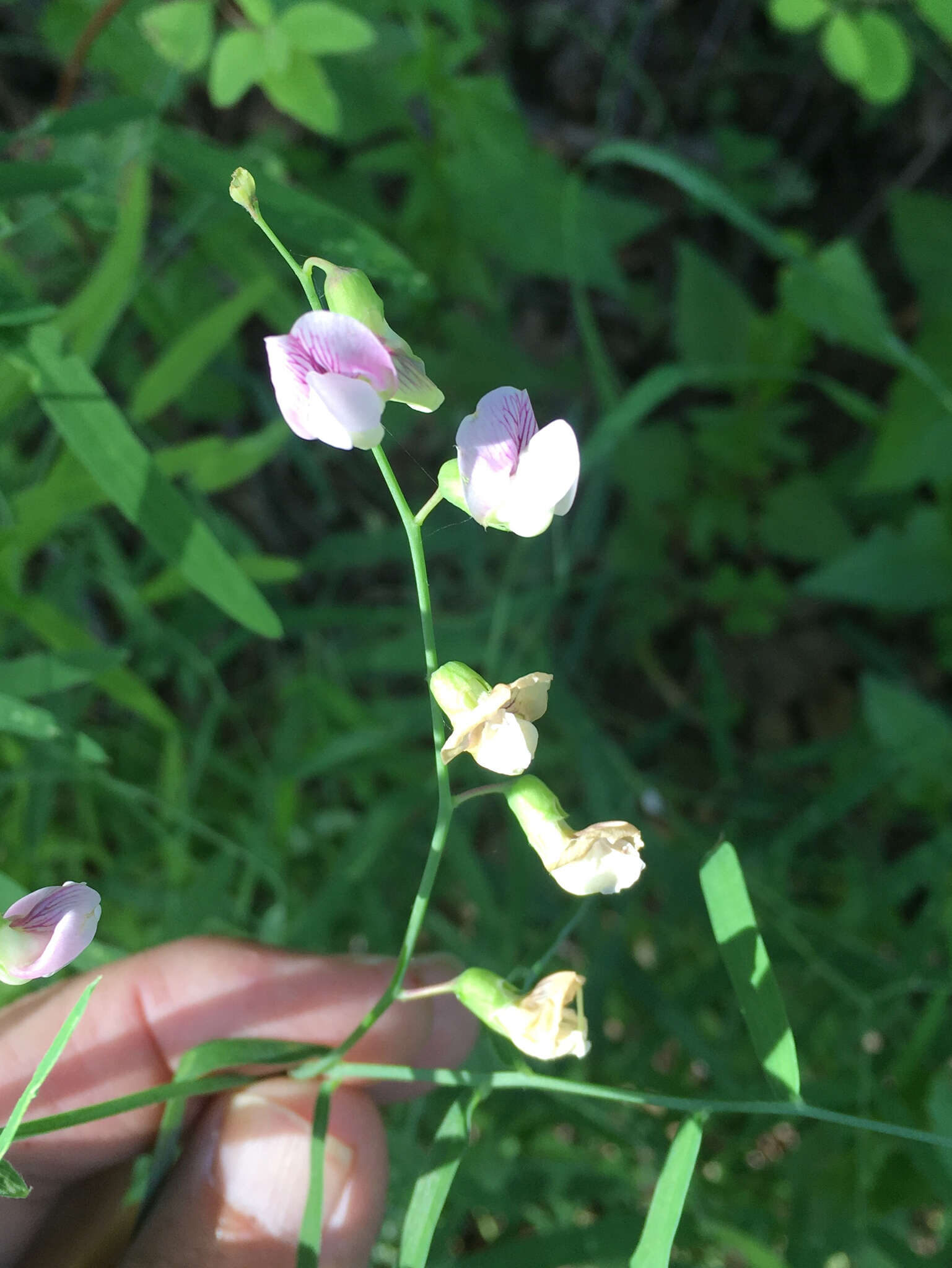 Vicia americana Willd. resmi