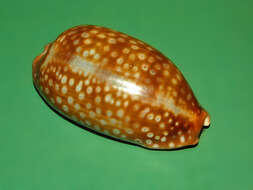 Image of measled cowrie