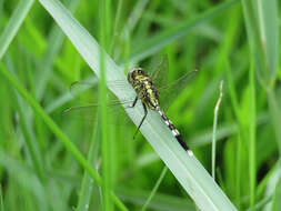 Image of Slender Skimmer