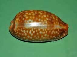 Image of measled cowrie